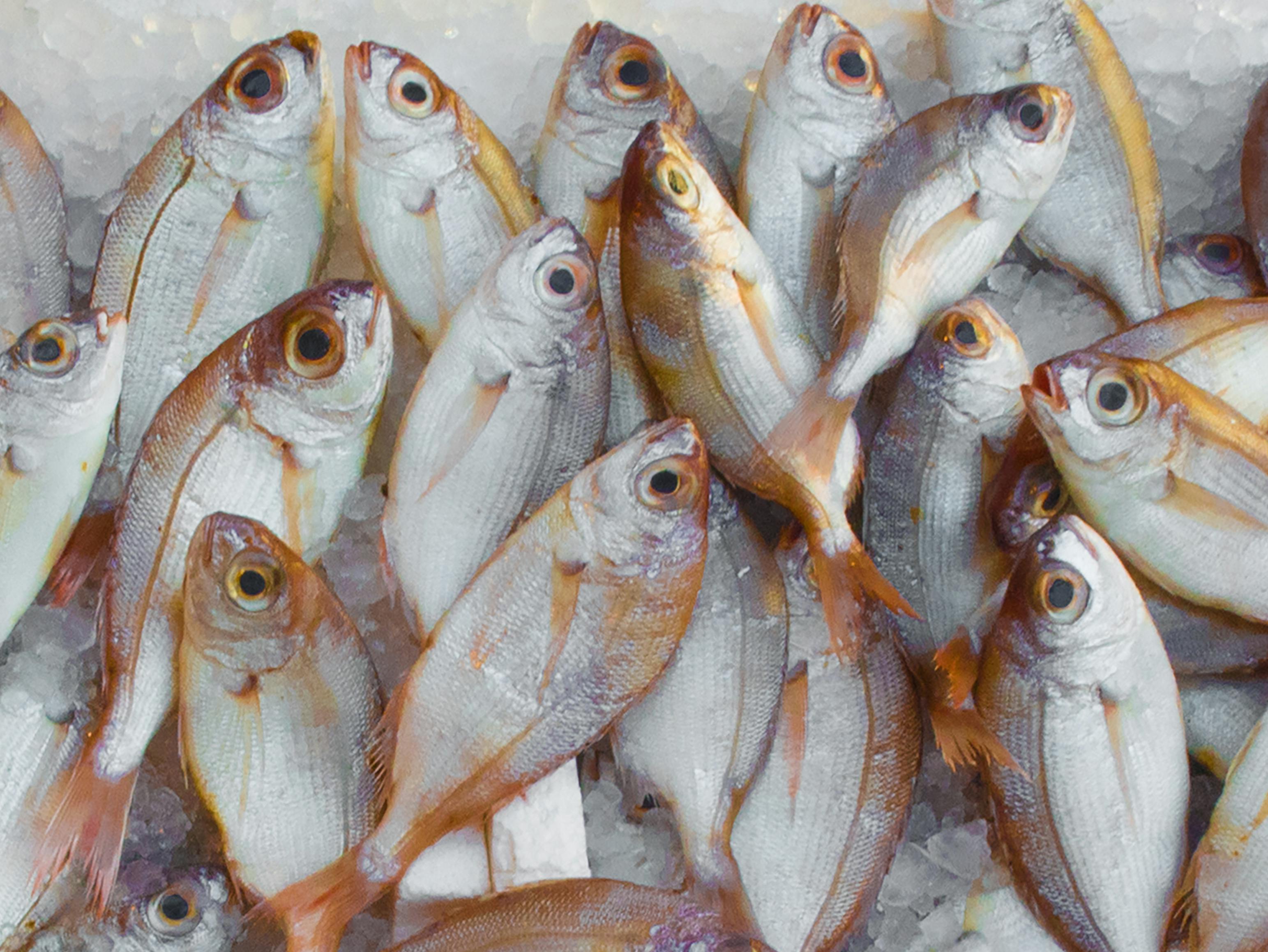 Fisch fangen